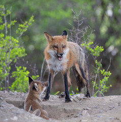 Red fox Vulpes vulpes and her kit by their den in springtime in Canada 