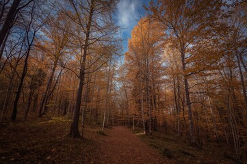 Fototapeta premium Trail through a colorful woodland in fall, with sunlight filtering through trees