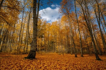 Fall season in a beech woodland