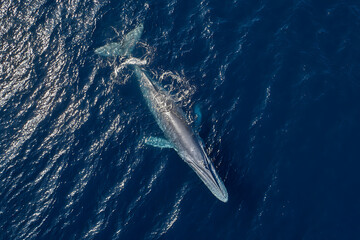 Majestic blue whale glides through sparkling deep ocean waters, a breathtaking aerial view of marine life.