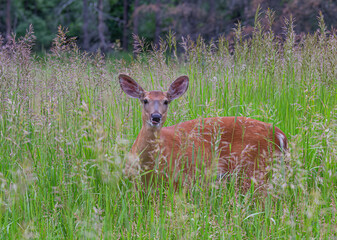 White-tailed deer standing in the green grass in spring in Canada