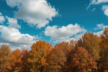 Fototapeta premium Clear Blue Sky with Fluffy White Clouds in Fall