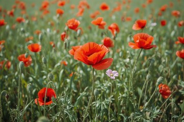 Obraz premium A Meadow of Vibrant Red Poppies in the Wild