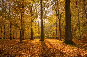 Fall Landscape Featuring Beech Trees with Golden Foliage