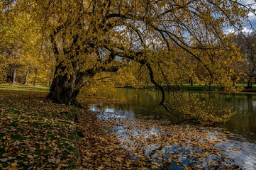 Obraz premium Tree in autumn with leaves mirrored on the river surface
