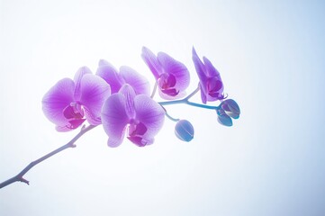 Tropical orchid flower branch isolated on a white background