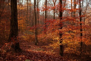 Fototapeta premium Autumn Woodland Landscape with Vibrant Yellow Foliage and Scarlet Leaves