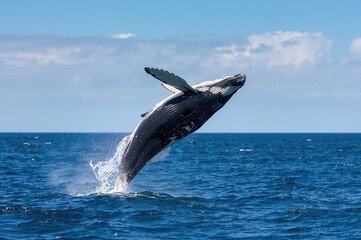 Humpback whale breaching in open waters. Initial leap.
