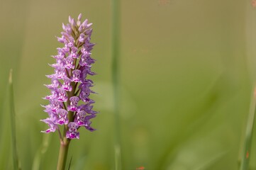 Obraz premium Dactylorhiza fuchsii, known as the Common Spotted Orchid, blooming in grasslands and open forests on lime-rich or neutral soil, with a blurred backdrop, summer, isolated flower, natural setting