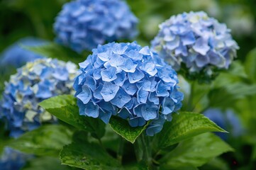 Floral backdrop featuring blue and green hydrangeas in a summer garden setting