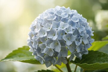 Soft Illumination on Green Leaves and Blooming Hydrangea Buds
