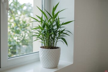 Fototapeta premium Indoor Bamboo Plant Dracaena Sanderiana Positioned on a Windowsill in a White Pot