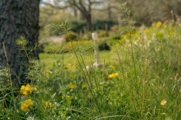 Green dill herbs thriving outdoors with natural light and grassy surroundings