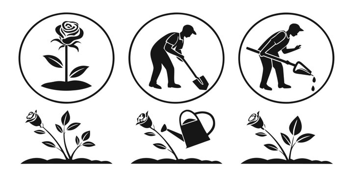 Gardening Icons: Rose Planting and Care Sequence