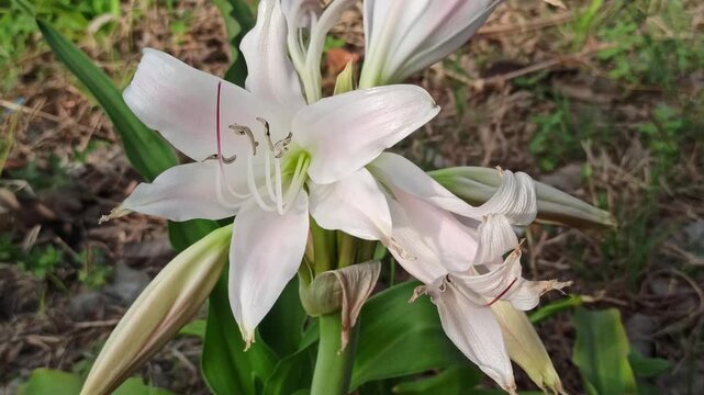 Close-up of Crinum latifolium with elegant white blooms and long green leaves, showcasing the tropical ornamental beauty and natural charm of this flowering plant.