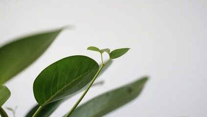 Fototapeta premium A Fresh Shoot Emerging from a Fiddle Leaf Fig Plant