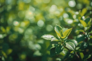 Green natural backdrop with bokeh lighting effect