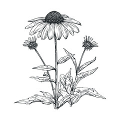 Elegant botanical sketch of echinacea flowers for nature enthusiasts. Vector hand drawn illustration