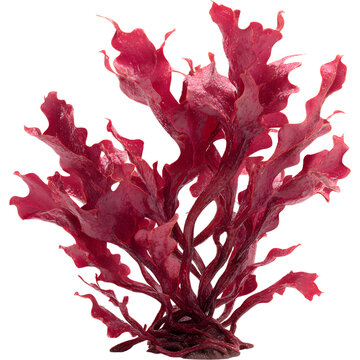 astaxanthin extract red seaweed	
