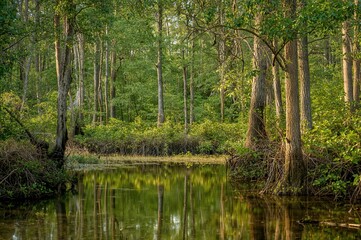 Untamed Wetland Surrounded by Dense Trees
