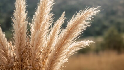 Close-up of a reed bouquet featuring dried pampas grass in a bohemian home decoration style