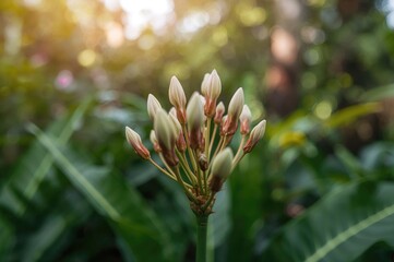 Fresh flower buds at dawn with natural greenery and garden foliage