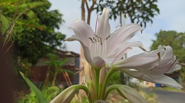 Close-up of Crinum latifolium with elegant white blooms and long green leaves, showcasing the tropical ornamental beauty and natural charm of this flowering plant.