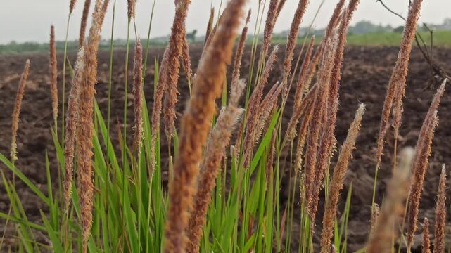 Close-up of cogon grass with tall green blades and fluffy white seed heads, showcasing the wild beauty and natural texture of this grass species in the field.