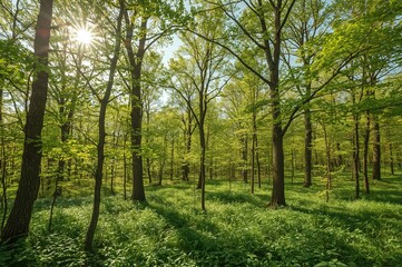 Fototapeta premium Springtime forest scenery with sunlight filtering through trees