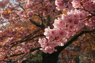 Cherry blossoms in the foreground with a maple tree in the background