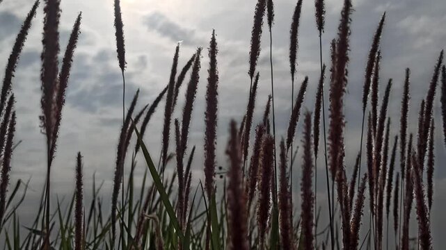 Close-up of cogon grass with tall green blades and fluffy white seed heads, showcasing the wild beauty and natural texture of this grass species in the field.