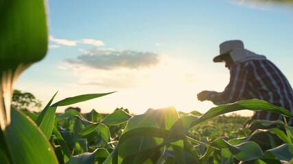 A male farmer is walking through the corn field. Agricultural field in the corn field Inspecting agricultural crops at sunset with evening light, slow motion