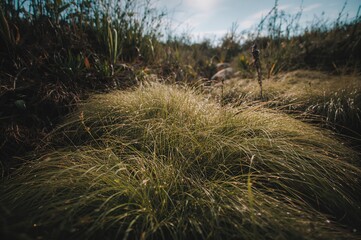 Fototapeta premium Natural turf field