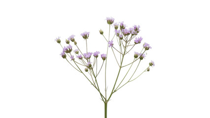 Fototapeta premium Delicate Pale Pink Gypsophila Flowers on Transparent Background