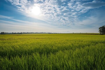 Open field under a bright sky with gentle blue tones