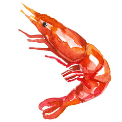 Watercolor painted shrimps. Hand drawn fresh seafood design elem