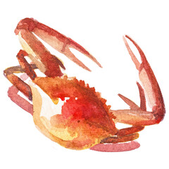 Watercolor painted crab. Hand drawn fresh seafood design element