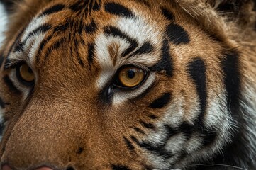 Intense gaze of a Bengal tiger