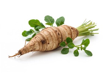 Isolated finger root herb on a white backdrop