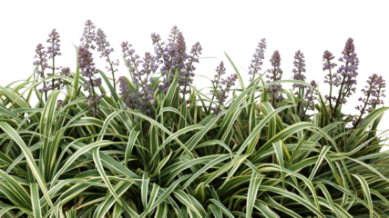 Striped Lilyturf (Liriope muscari) in Bloom - Lush Green and Purple Foliage