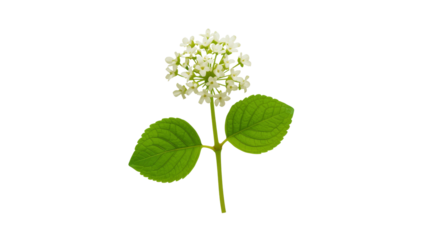 Delicate White Flower with Lush Green Leaves Isolated on Transparent Background
