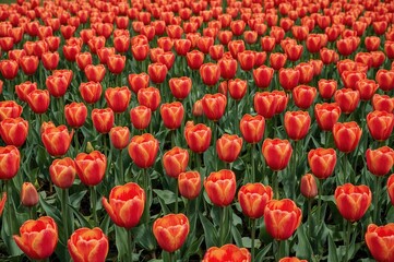 Fototapeta premium Vibrant tulip field as a summer floral pattern, showcasing nature's art and beauty in spring