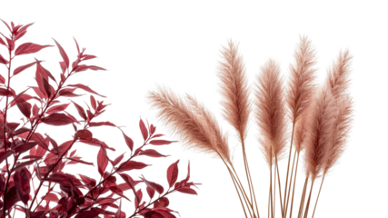Dusty Rose Pampas Grass and Burgundy Leaves - Elegant Botanical Arrangement