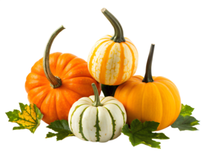 Various pumpkins isolated on white background