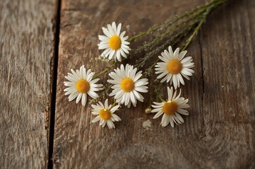 Obraz premium Old wooden surface adorned with chamomile blossoms