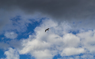 A seagull soars high in the sky backdrop of clouds