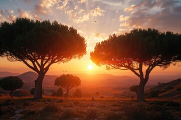Fototapeta premium Silhouettes of cedar trees against a dusk sky