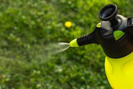 Spraying plant protection preparation in the garden, woman spraying lawn with fertilizer, yellow container