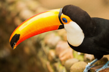 Fototapeta premium Tucano com bicos grandes e coloridos 