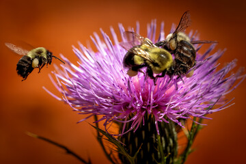 bee on a purple thistle flower